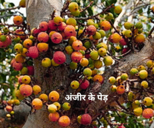 The Story of the Fig Tree