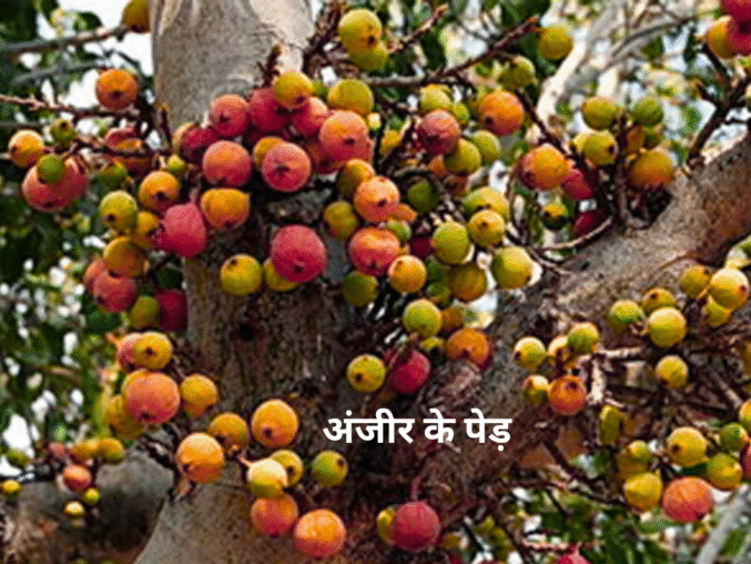 अंजीर के पेड़