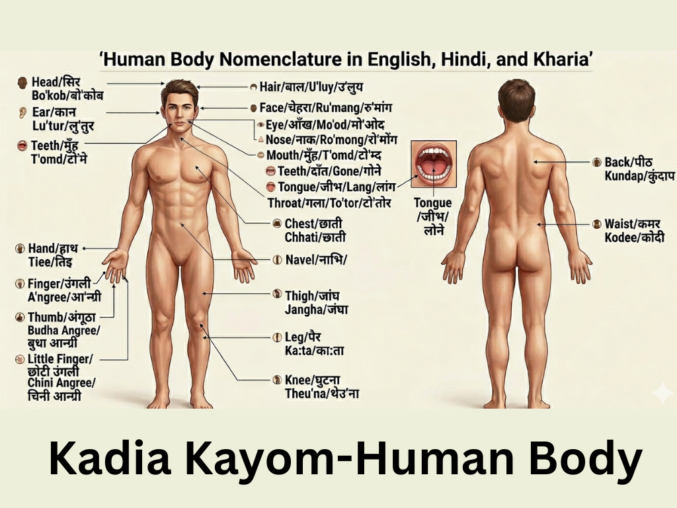 Kadia Kayom-Human Body